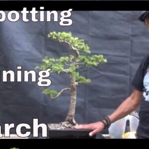 Expert Tips Bonsai Larch | Bonsai Larch Pruning and Repotting | Iqbal Khan, mikbonsai