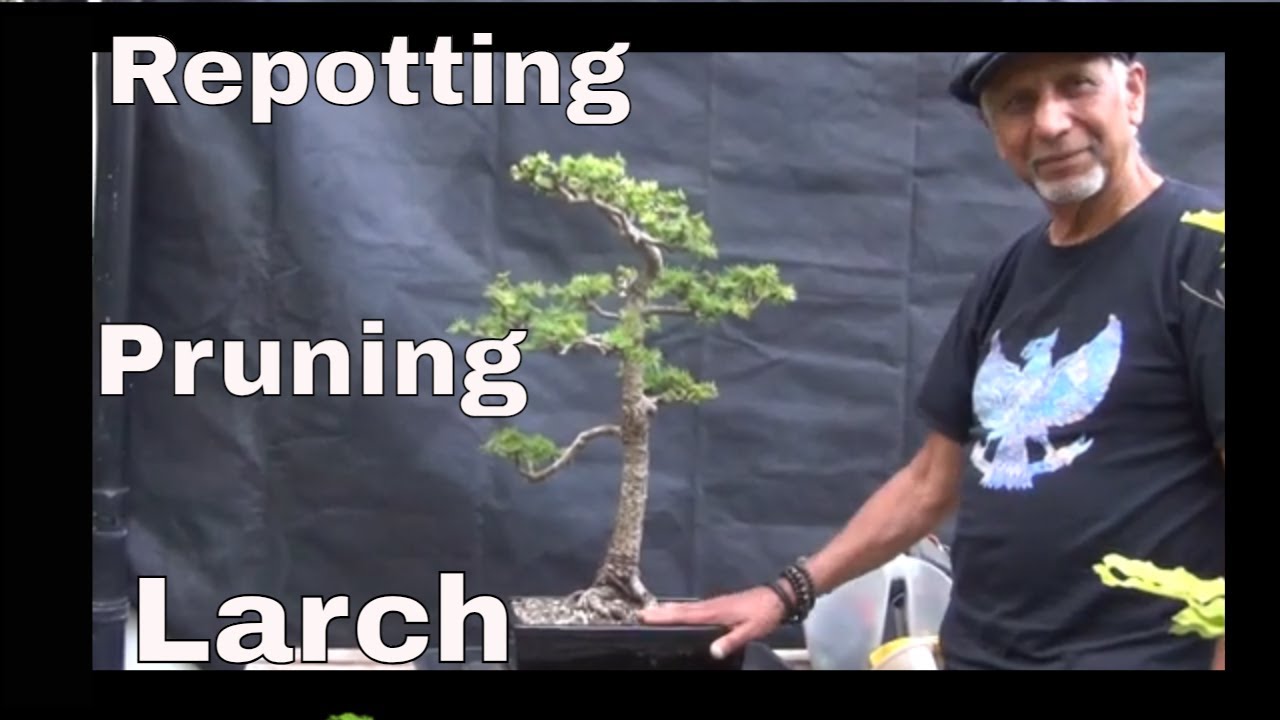 Expert Tips Bonsai Larch | Bonsai Larch Pruning and Repotting | Iqbal Khan, mikbonsai