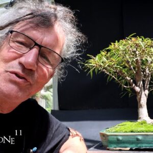 Selecting My Show Trees for Fall, The Bonsai Zone, Aug 2024