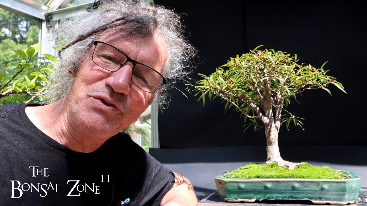 Selecting My Show Trees for Fall, The Bonsai Zone, Aug 2024