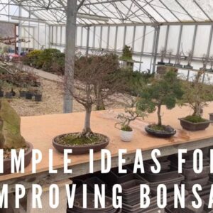 Simple Ideas For Improving Bonsai