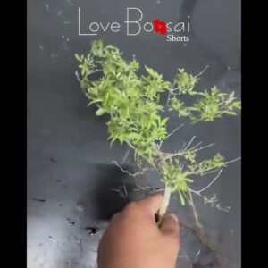 Small but elegant, #lovebonsai #bonsai #bonsaitree #bendingbonsai #caycanh #