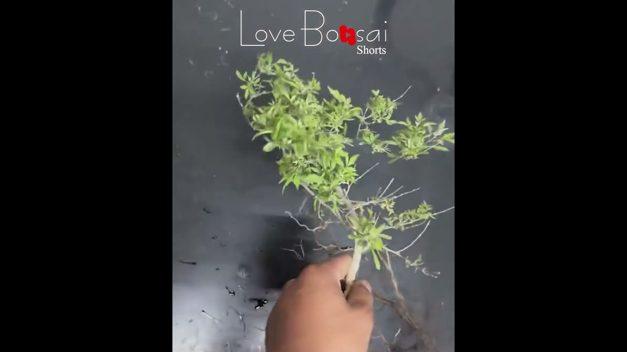 Small but elegant, #lovebonsai #bonsai #bonsaitree #bendingbonsai #caycanh #