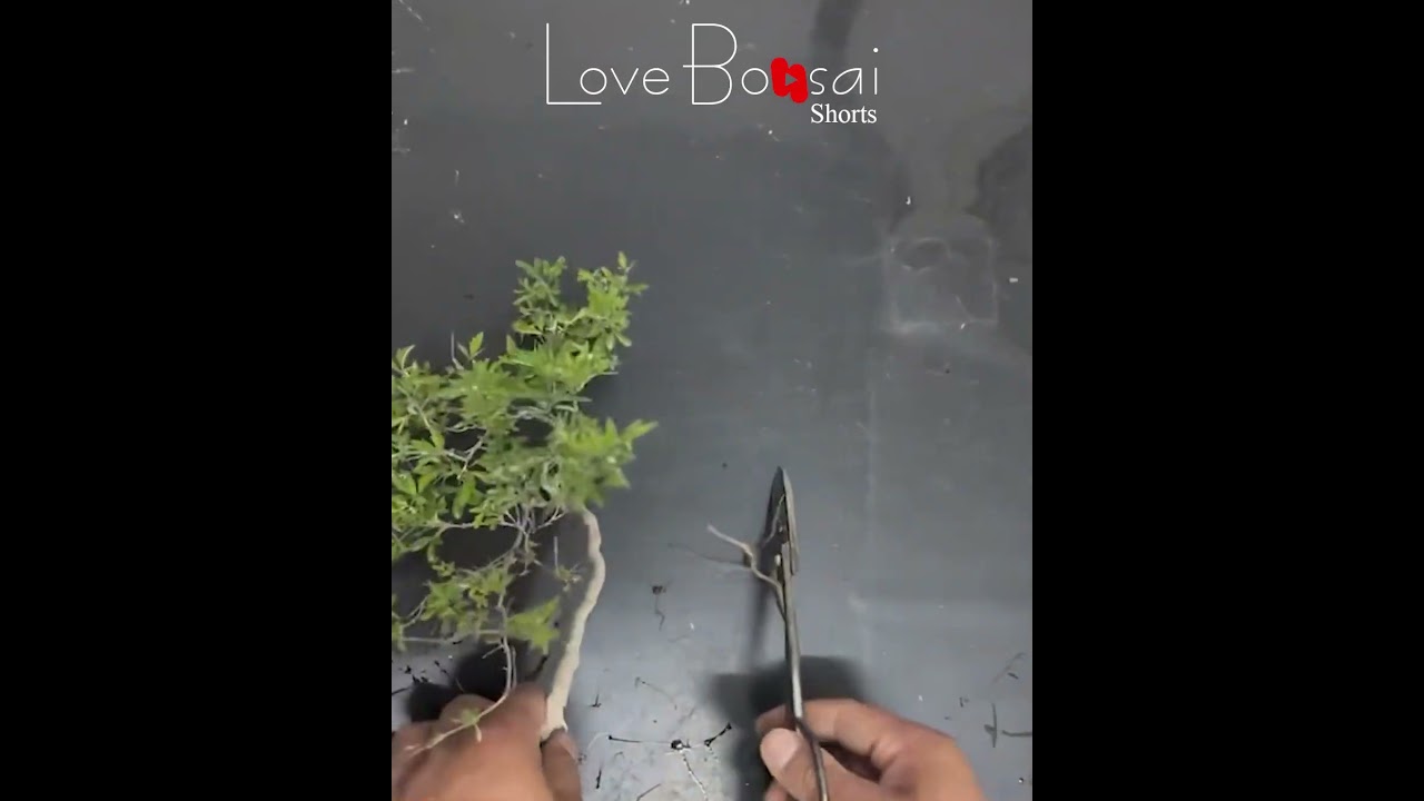 Small but elegant, #lovebonsai #bonsai #bonsaitree #caycanh #garden #shorts