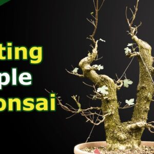 Styling a Field Maple Bonsai