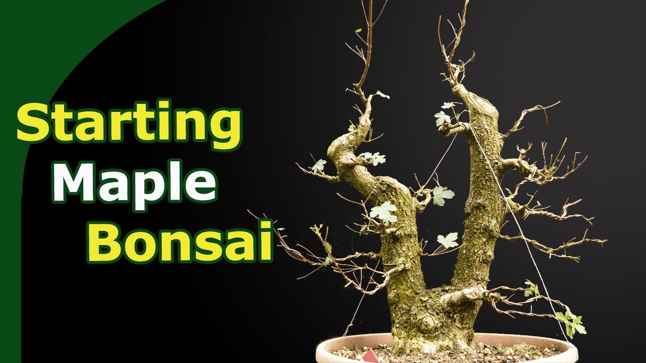 Styling a Field Maple Bonsai