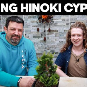 Styling a Hinoki Cypress Bonsai with Chris Marshall