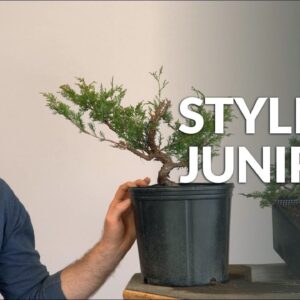 Styling a Juniper Bonsai and Branch selection