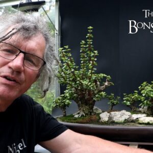 Succulent Sunday, Baobab Styles, The Bonsai Zone, Aug 2024