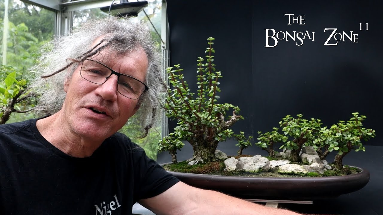 Succulent Sunday, Baobab Styles, The Bonsai Zone, Aug 2024