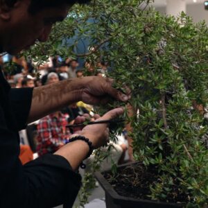 Sudhir Jadhav Bonsai demo