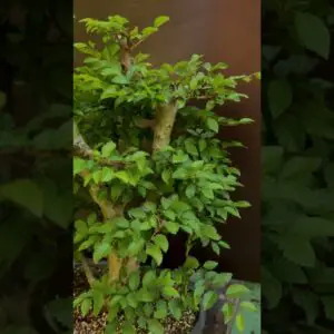 Summer pruning an large Elm Bonsai