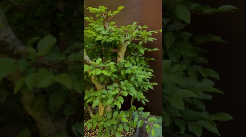 Summer pruning an large Elm Bonsai