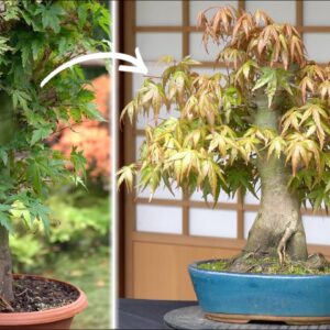 The 5 year journey of a Maple Bonsai