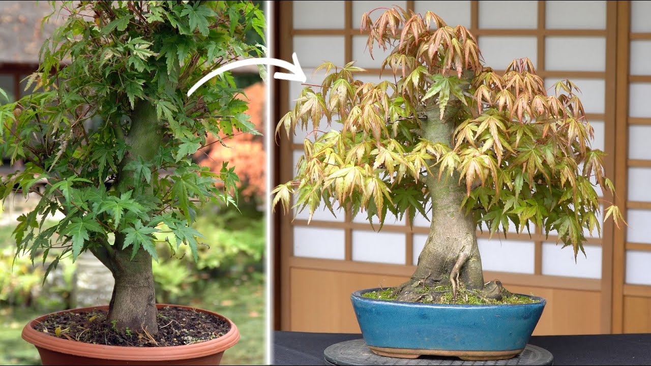 The 5 year journey of a Maple Bonsai