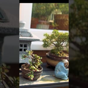 The Limitations of growing Bonsai In A Pot