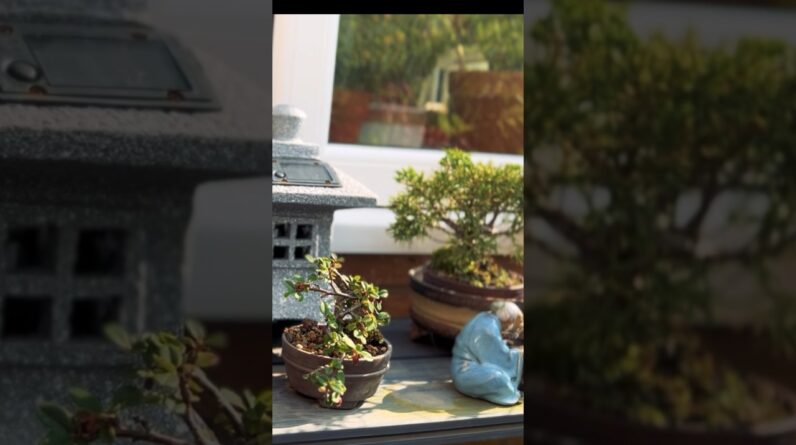 The Limitations of growing Bonsai In A Pot