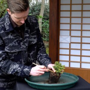 The mini Spruce Bonsai challenge