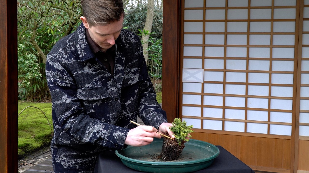 The mini Spruce Bonsai challenge