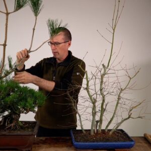 Thicken the trunk of your Bonsai