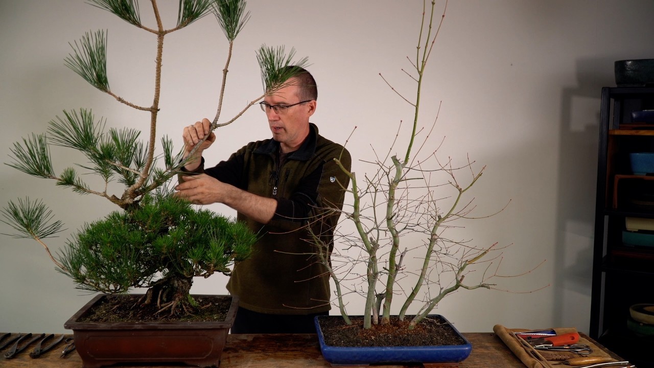 Thicken the trunk of your Bonsai