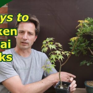 Thicken trunks for bonsai. 3 Ways to grown trunks out.