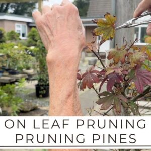 Tips on Leaf Cutting & Pine Pruning