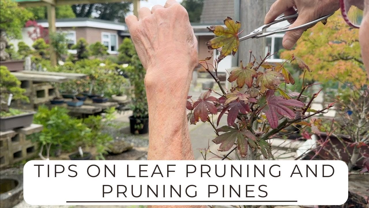 Tips on Leaf Cutting & Pine Pruning