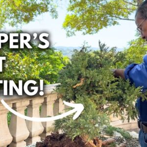 How to Cut a Yamadori Juniper (Branch-by-Branch) Into a Bonsai in 15 Minutes!