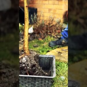 Transitioning A Bonsai From The Ground