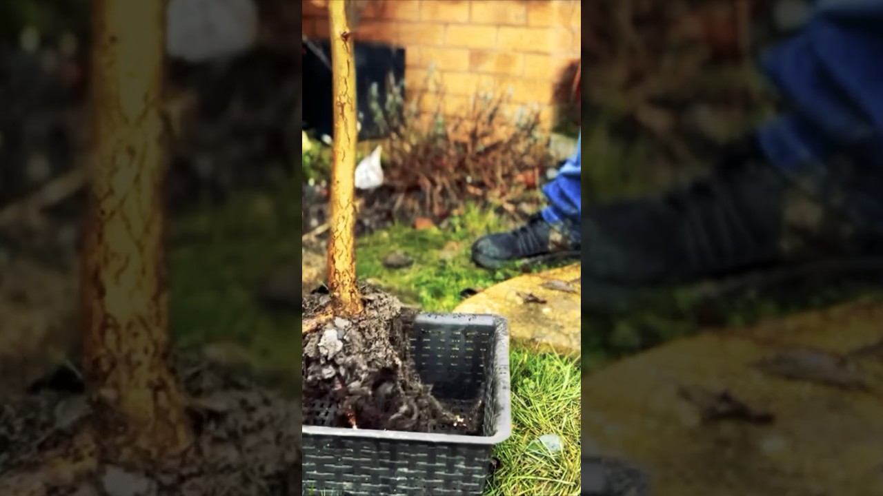 Transitioning A Bonsai From The Ground