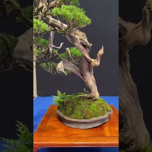 Trophy 2024 #bonsai #art #livingart