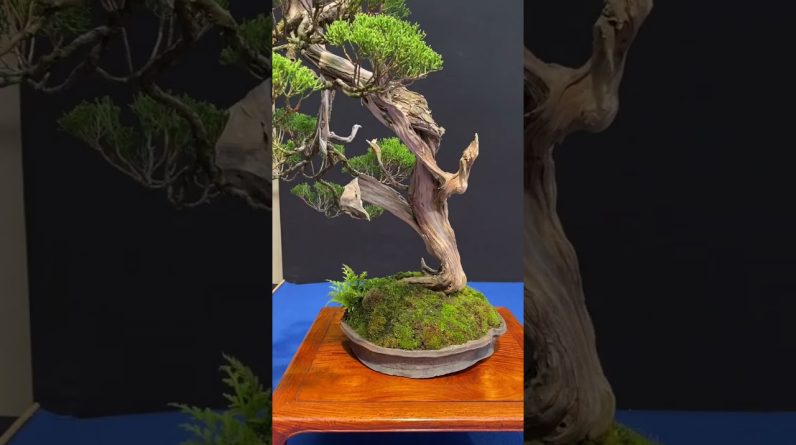 Trophy 2024 #bonsai #art #livingart