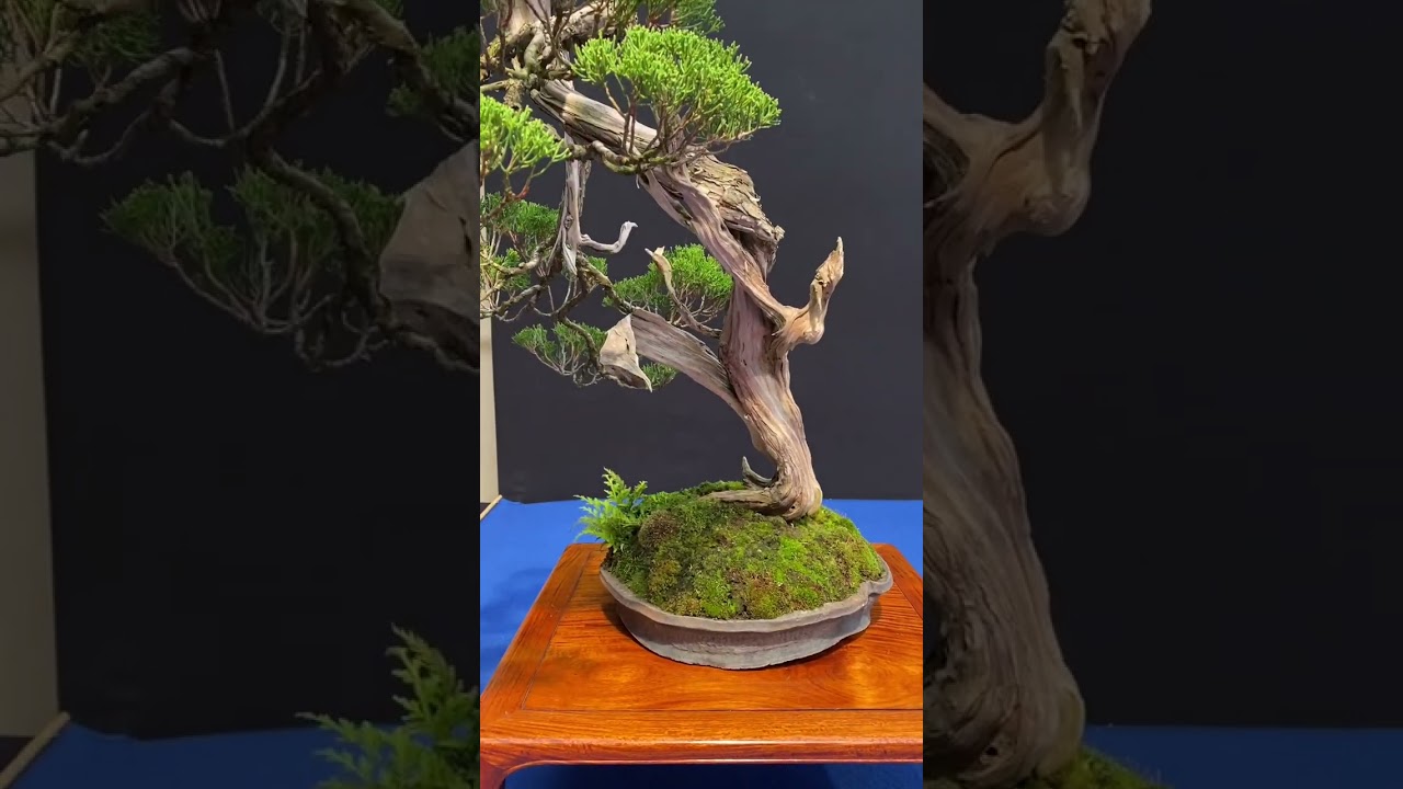 Trophy 2024 #bonsai #art #livingart