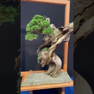 Trophy 2024 #bonsai  #tree