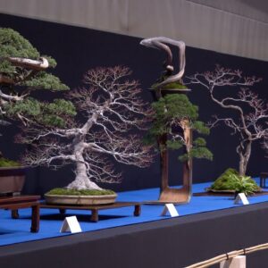 Trophy Bonsai Exhibition 2024