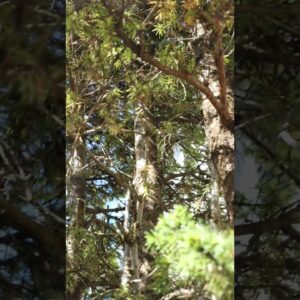 Massive Alberta Spruce bonsai #bonsai #penjing #tree #trees #spruce #albertaspruce #plant #plants