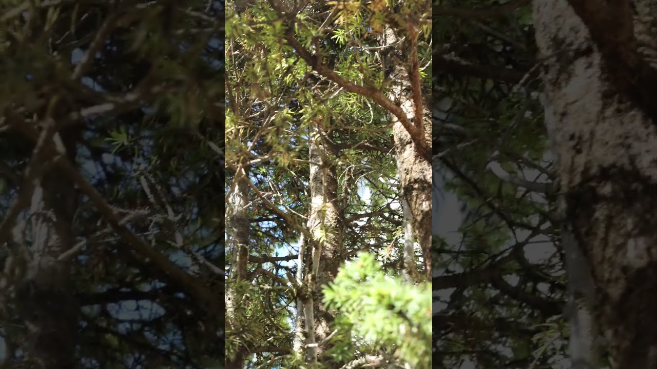 Massive Alberta Spruce bonsai #bonsai #penjing #tree #trees #spruce #albertaspruce #plant #plants