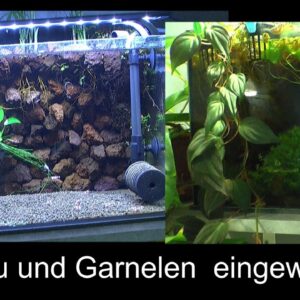 Altes Becken umstrukturieren zur Zucht für Zwerggarnelen Caridina Das filterlose Aquarium an der Wan