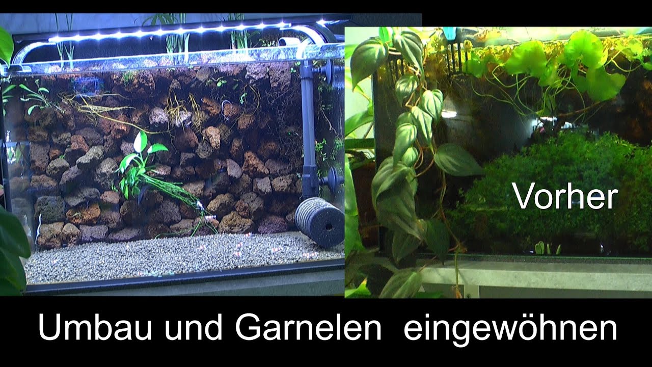 Altes Becken umstrukturieren zur Zucht für Zwerggarnelen Caridina Das filterlose Aquarium an der Wan