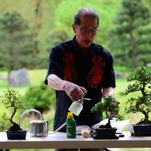 Watering & Feeding Bonsai Trees