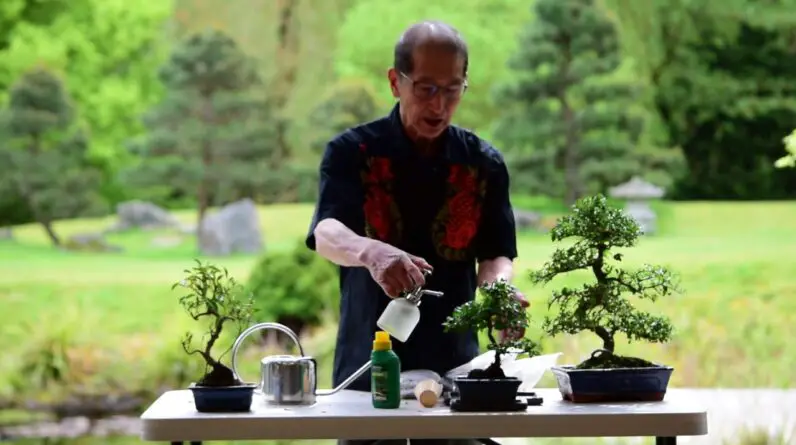 Watering & Feeding Bonsai Trees