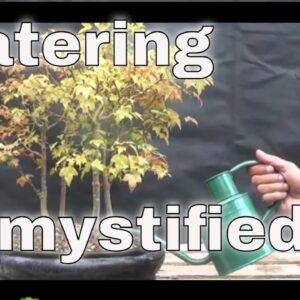 Watering My Bonsai Tree | Iqbal Khan, mikbonsai