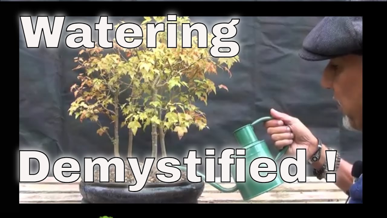 Watering My Bonsai Tree | Iqbal Khan, mikbonsai