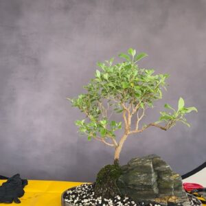 We are The Bonsai Supply is live!