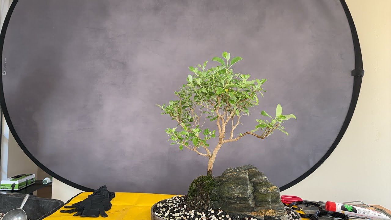 We are The Bonsai Supply is live!