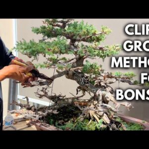 What is the Clip and Grow Method in Bonsai? | Q&A