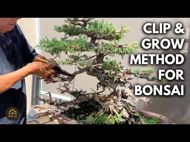What is the Clip and Grow Method in Bonsai? | Q&A
