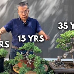 Working on 3 Bonsai of Different Ages