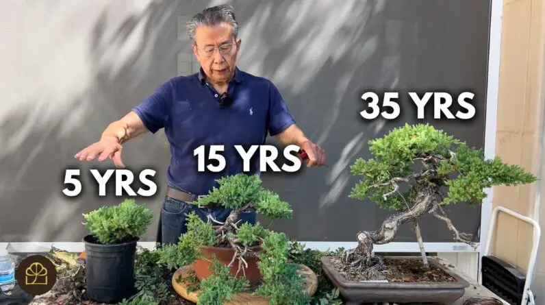 Working on 3 Bonsai of Different Ages